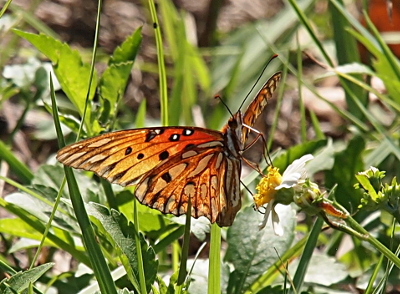 [The butterfly is perched on the yellow center of a flower and has its tongue extended into the yellow. Its wings are up in a vee-shape so the longitutinal white and orange stripes of the body are visible. The tips of the antennae are orange. The wings are translucent and thus light in coloring.]